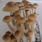 Magic Mushrooms